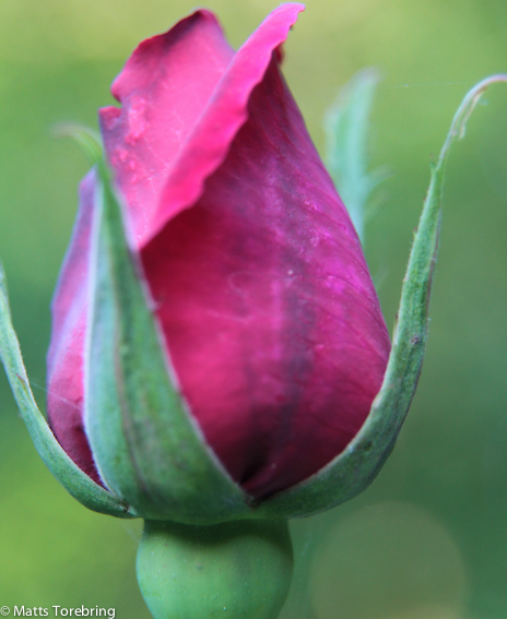 Mycket rosor men nästa alla har blommat över