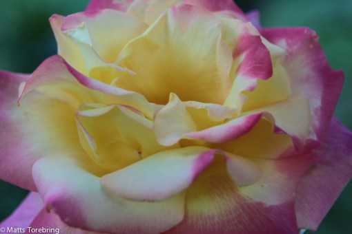 En jätteros som är nästan överblommad