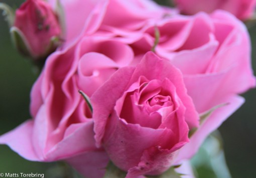 Finns lite knoppar här och där.