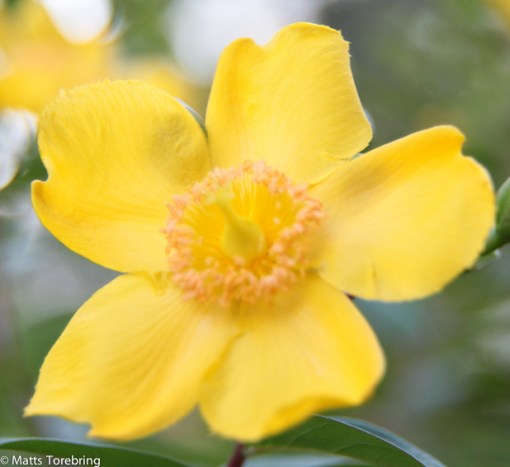 En stor buske översållad av dessa blommor