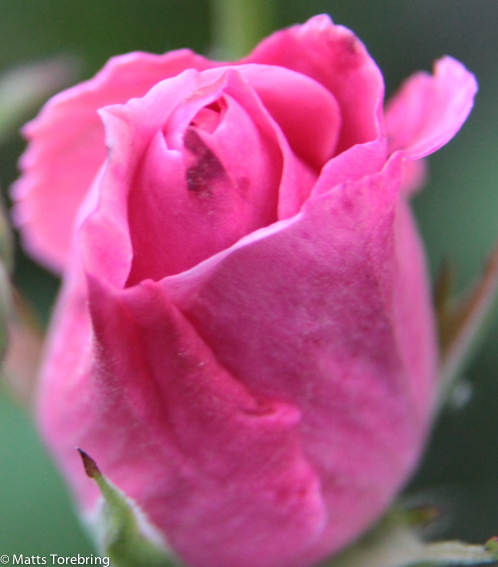 Så mycket rosor, men får vackra