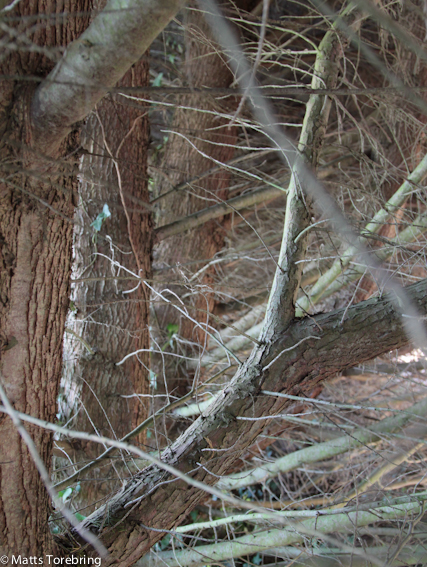 Nästan ogenomtränglig, men det finns portar att cykla ut