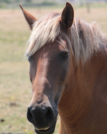 En häst funderar på vad vi gör 15 meter bort