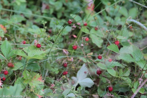 Aldrig någonsin har jag bott på en campingtomt med smultron på-