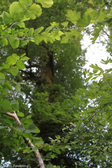 En kvällsrunda bland alla träd