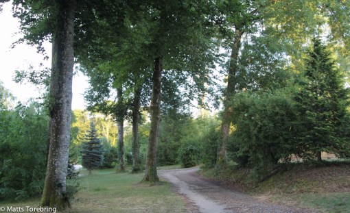 Mäktiga träd överallt.