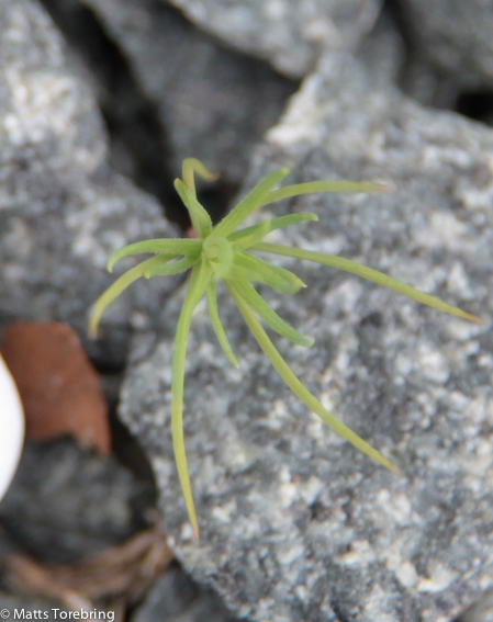 Hundratals av dessa tallplantor har jag dragit upp.