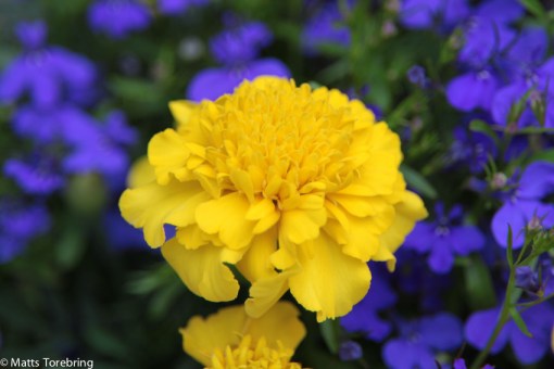 Dagen innan vi åkte till Frankrike, planterade jag våra sommarblommor