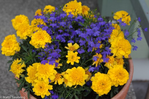 Tre urnor vid entrén hemma och tre  och tre gravvårdag fick samma blommor