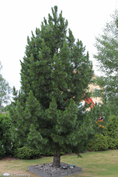 Min egen skog en Pinus Zembra