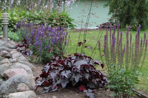 Alunrot och Steppsalvia