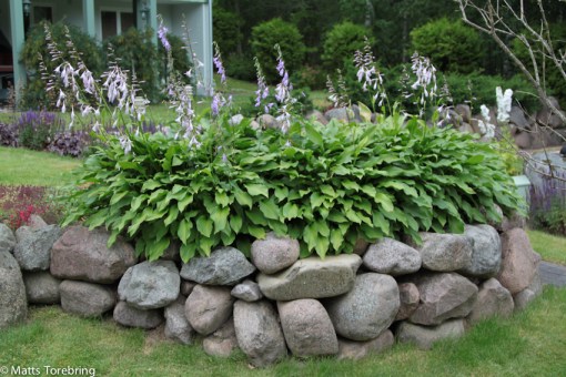 Hosta håller rent från allt ogräs.