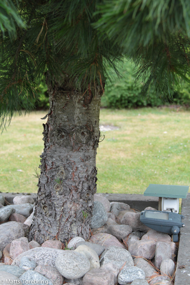 En grov stam på drygt 15 år