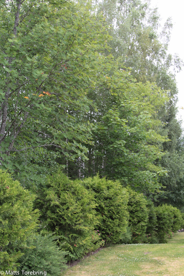 Min tomtgräns mot norr