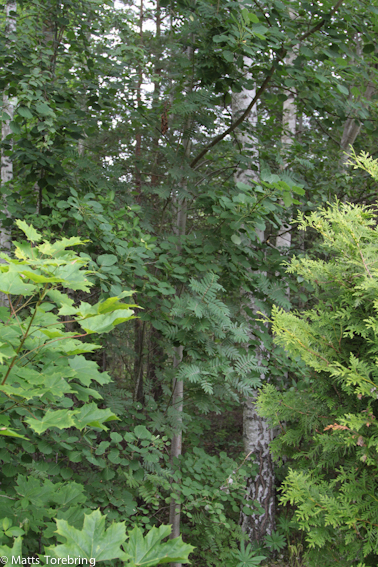 Så här såg det ut på min tomt också innan jag odlade upp den för hand