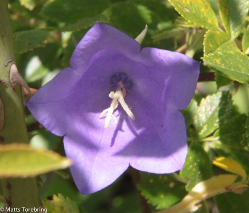 En enasm blåklocka i snåren