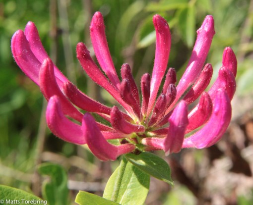 Blommor i dikesrenarna