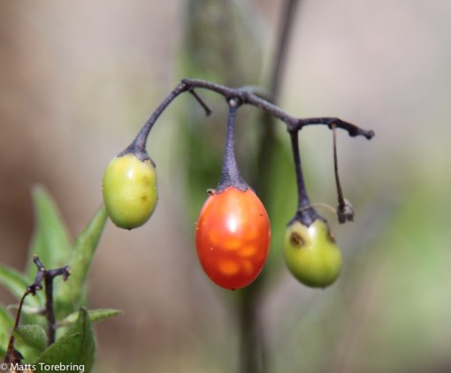 I stenröret intill oss växer dessa bär, men vad heter de? 