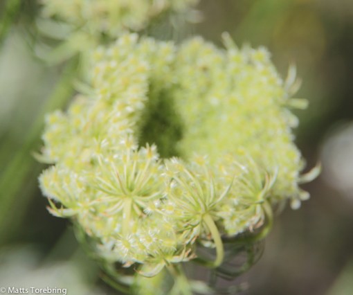 På kvällen rullar dessa ihop sig, vad heter dessa?