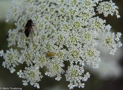På dagen ser de ut så här. Pappa skulle kallat dem "Hundkex", stämmer det ?