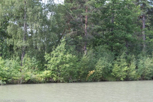 Känns ibland som att vi kör genom tropisk regnskog.