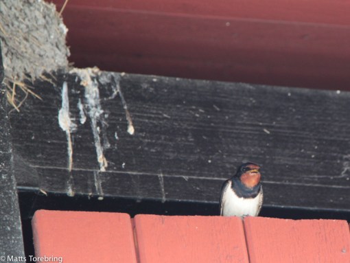 En ladusvala på vakt