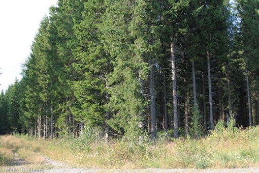 Dessa granar har jag planterat våren 1970