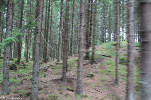 I stort sett bara skog hela vägen