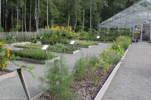 Det finns en stor örtagård att studera i anslutning till caféet