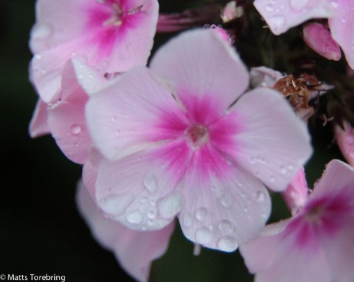 Små vattendroppar på mina Höstflox