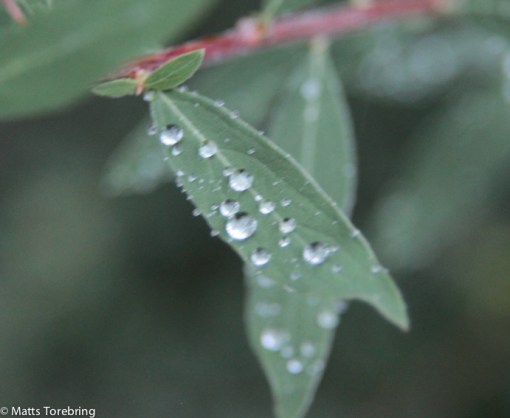 Små vattendroppar på mina Brudspirea