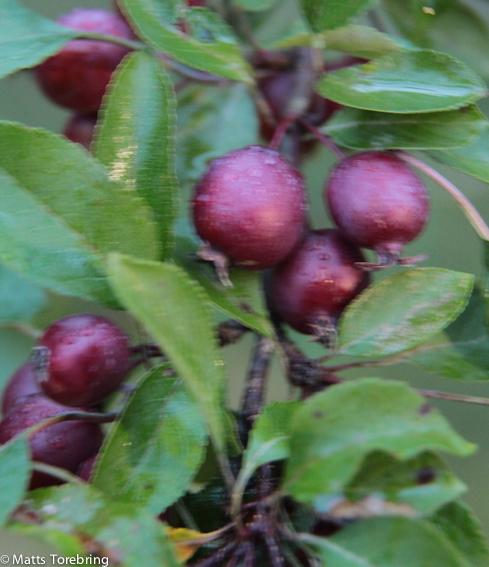 Små vattendroppar på mina paradisäpplen