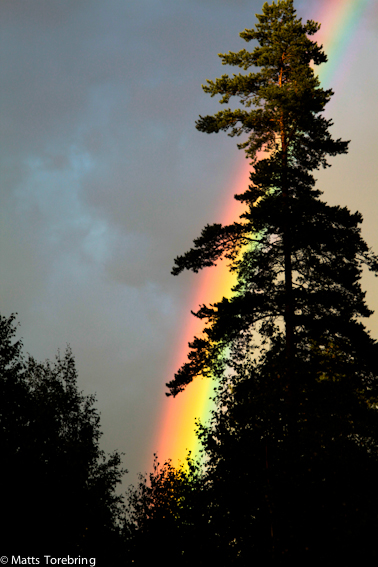 Foto från vår vinterträdgård.