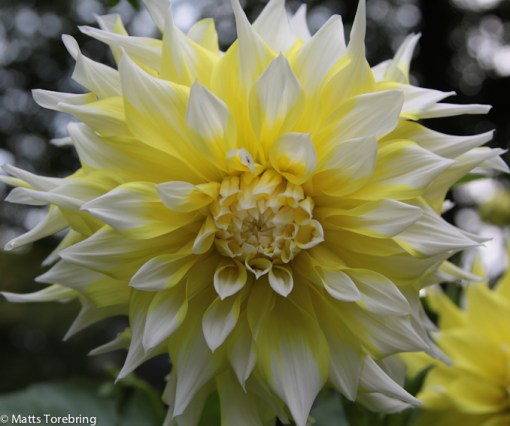 Visst är väl detta en Dahlia?