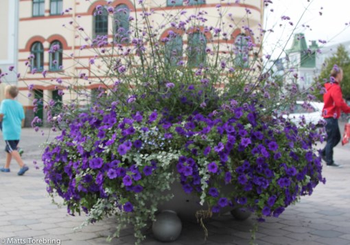Få städer har så mycket vackra blommor som Västervik.