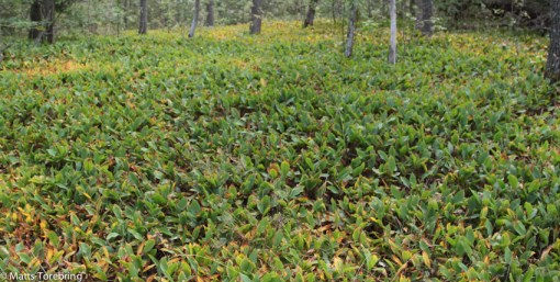 Här har vi plockat Liljekonvaljer många gånger