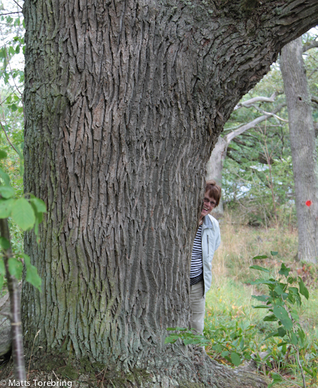 Många enormt stora ekar