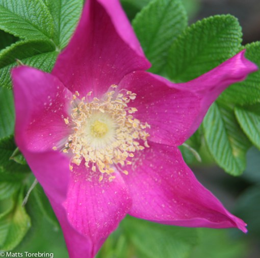 En blomma till Elmia Husbil för en genomtänkt husbilsparkering i år.