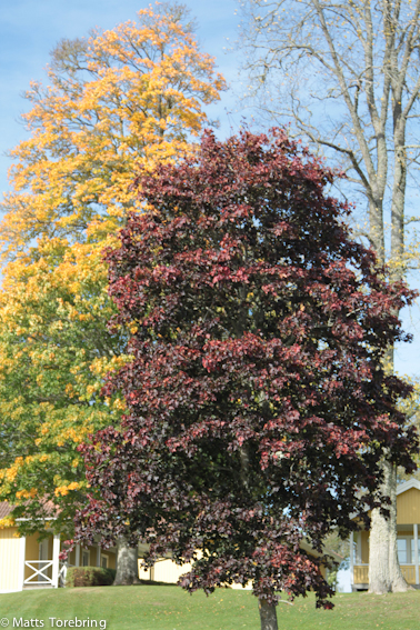 Hösten är här och då fyller Bitta & Nelly år