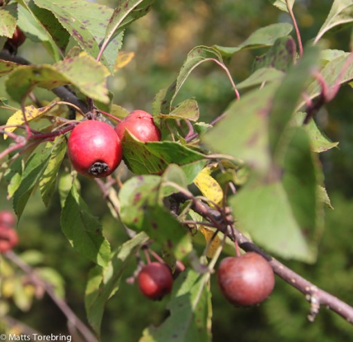 Översållat med frukter
