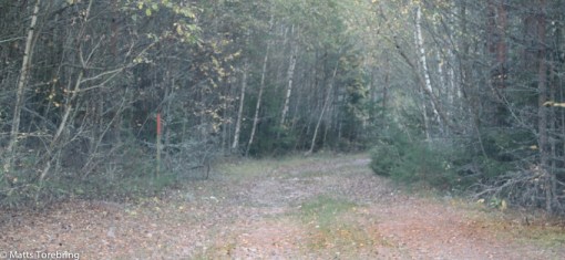 Här mellan buskarna har de tyngsta transporter skett