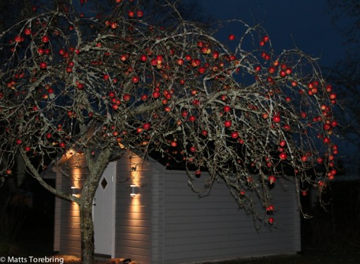 Testfoto hemma i Niklas trädgård