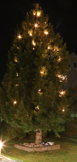 Vår utegran som är en Pinus Niger (Brödtall)