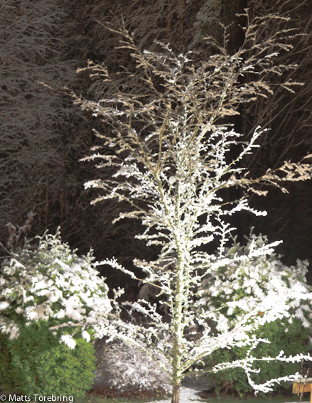 Vårt Hagtornsträd i belysning