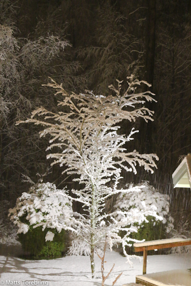 Mitt Hagtornsträd i belysning