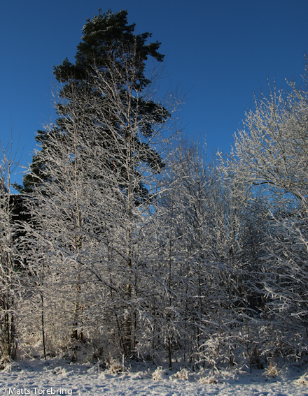 Grannens tomt i solskenet på morgonen