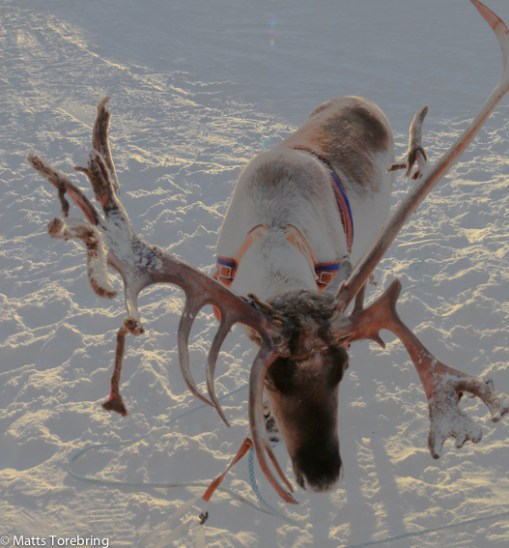 Svårt att fota en ren, de gör inte som man säger till dem.