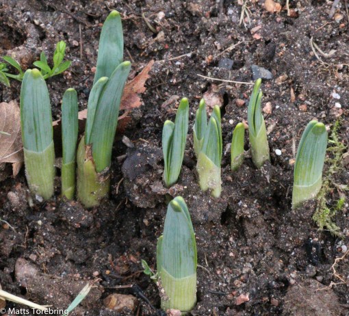 Några har kommit längre