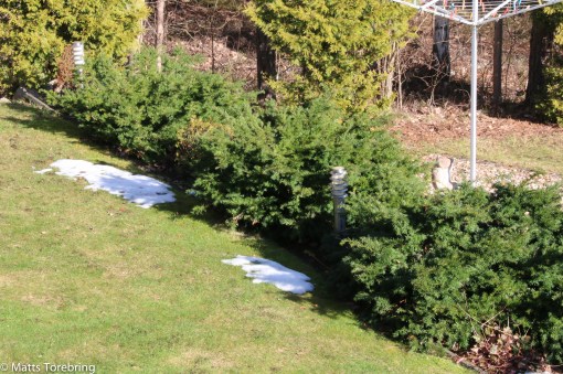 Bara lite snöfläckar kvar