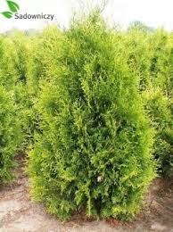 Thuja Brabant